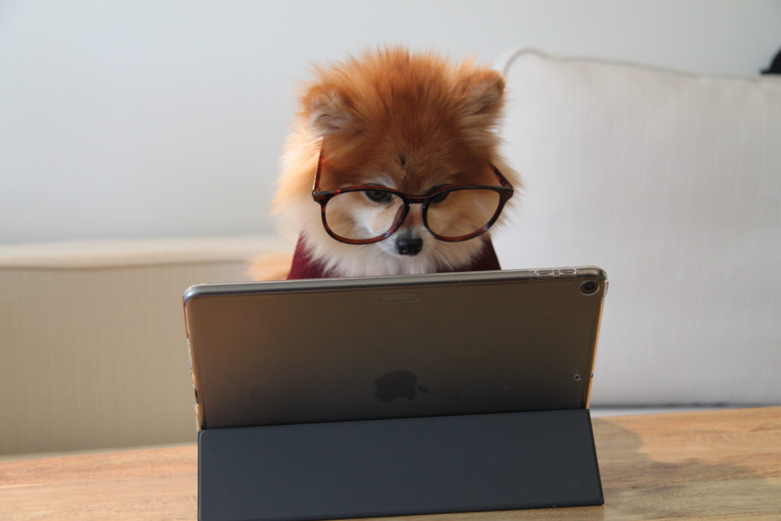 Pomeranian-working-laptop